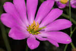 Bartram's rose gentian